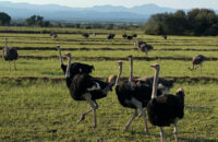 Klein Karoo Day Tours
